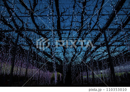 イルミネーション 110353010