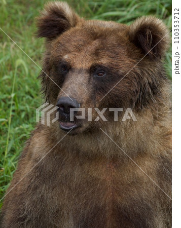 エゾヒグマの顔 エゾヒグマの顔 110353712
