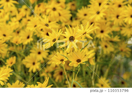 咲き乱れるヘリアンサス(ヤナギバヒマワリ)の黄色い花々 咲き乱れるヘリアンサス(ヤナギバヒマワリ)の黄色い花々 110353796