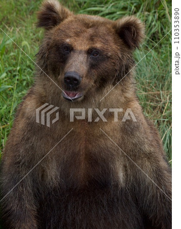 エゾヒグマ 110353890