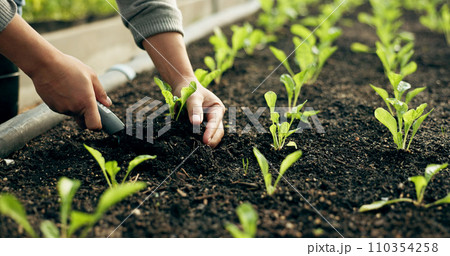 Closeup, hand and soil for planting in farming, agribusiness or gardening in greenhouse for future growth. Person, worker and tool for earth, sapling or harvest of organic produce, vegetable or agro 110354258
