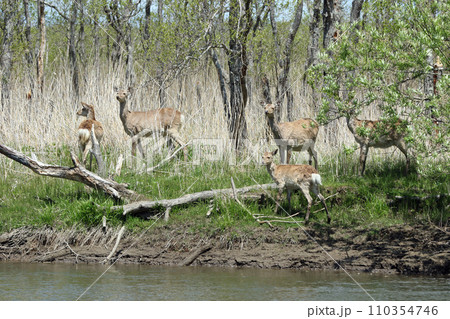 エゾシカの群れ エゾ鹿 釧路湿原 エゾシカの群れ エゾ鹿 釧路湿原 110354746