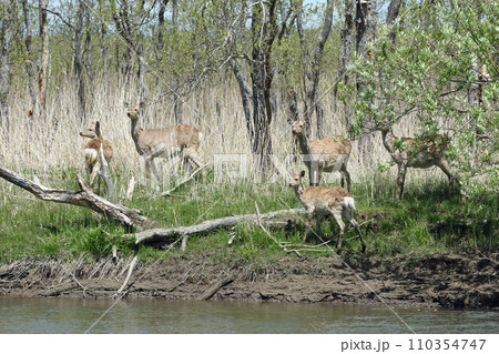 エゾシカの群れ エゾ鹿 釧路湿原 エゾシカの群れ エゾ鹿 釧路湿原 110354747