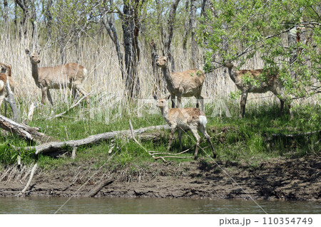 エゾシカの群れ エゾ鹿 釧路湿原 エゾシカの群れ エゾ鹿 釧路湿原 110354749