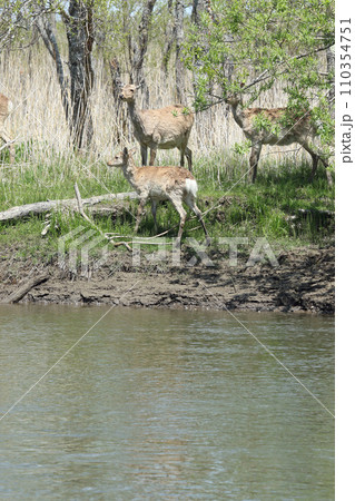 エゾシカの群れ エゾ鹿 釧路湿原 エゾシカの群れ エゾ鹿 釧路湿原 110354751