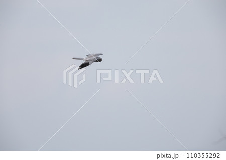 ハイイロチュウヒオス ハイイロチュウヒオス 110355292