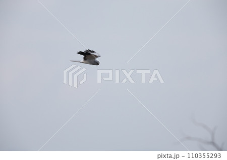 ハイイロチュウヒオス 110355293