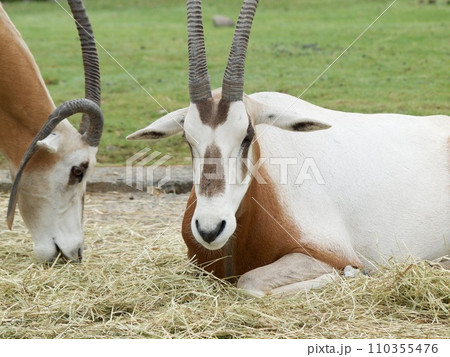 草を食べるシロオリックス 110355476