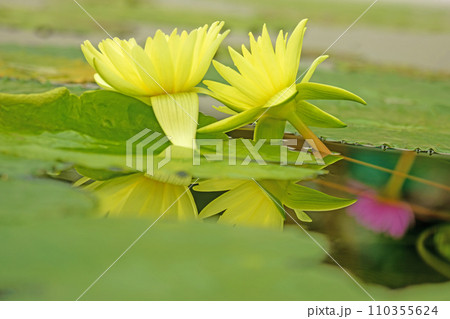 家の周りの草花 四季の色々 水生植物 温室の乙女 美しく輝く大輪の花びら 逆さスイレン 家の周りの草花 四季の色々 水生植物 温室の乙女 美しく輝く大輪の花びら 逆さスイレン 110355624
