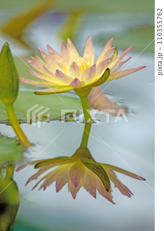 家の周りの草花 四季の色々 水生植物 温室の乙女 美しく輝く大輪の花びら 逆さスイレン 家の周りの草花 四季の色々 水生植物 温室の乙女 美しく輝く大輪の花びら 逆さスイレン 110355762