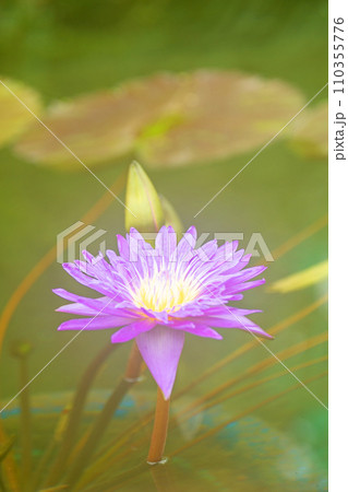 家の周りの草花 四季の色々 水生植物 温室の乙女 美しく輝く大輪の花びら 紫色のスイレン 家の周りの草花 四季の色々 水生植物 温室の乙女 美しく輝く大輪の花びら 紫色のスイレン 110355776