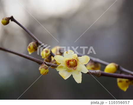冬に咲く蝋梅の花 110356057