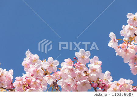 快晴の空に映える桜のイメージ 110356087