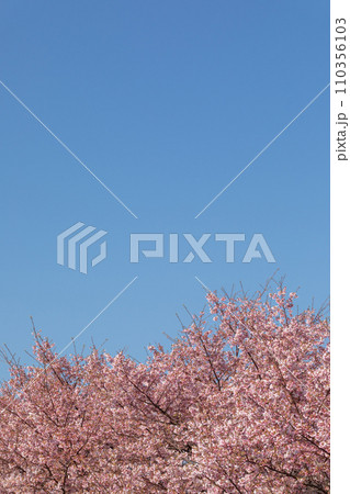 快晴の空に映える桜のイメージ 快晴の空に映える桜のイメージ 110356103