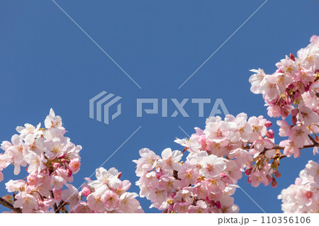 快晴の空に映える桜のイメージ 快晴の空に映える桜のイメージ 110356106