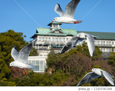 ユリカモメ大群06 110356166