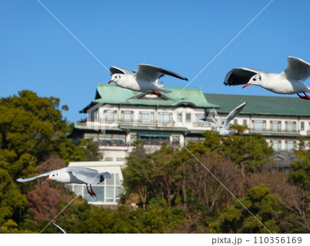 ユリカモメ大群09 110356169