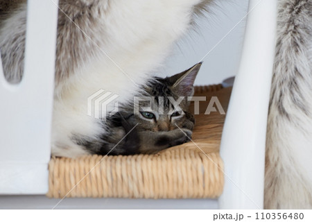 Chair, kitten or tired cat in home with fatigue in lying down for nap feeling lazy, sleepy or curious. Relax, cute pet or exhausted furry domestic animal resting in lounge, living room or apartment Chair, kitten or tired cat in home with fatigue in lying down for nap feeling lazy, sleepy or curious. Relax, cute pet or exhausted furry domestic animal resting in lounge, living room or apartment 110356480