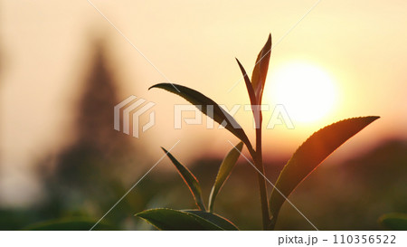 Green tea tree leaves field Fresh young tender bud herbal in farm on summer morning. Sunlight Green tea tree plant camellia sinensis in organic farm. Close up Tree tea plant green nature in morning 110356522