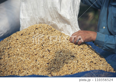 Close up Hand with Raw coffee beans heap dry green seed. Farmer's hands selected waste rod unroasted grain in eco farm. Arabica farm plant coffee bean agriculture objects. Sun dried Fresh black coffee 110356524