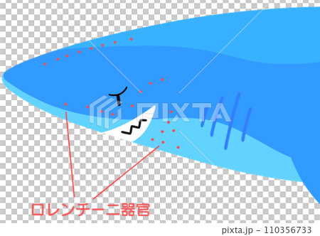 ロレンチーニ器官 110356733