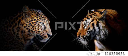 Adult leopard and tiger portrait. Animal on dark background Adult leopard and tiger portrait. Animal on dark background 110356978