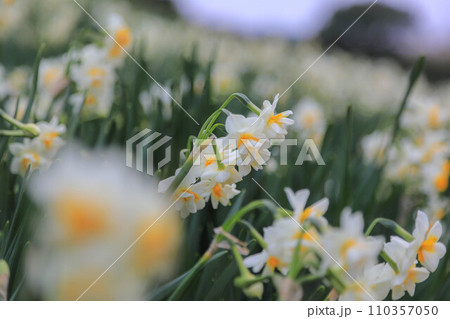 角島灯台の水仙 110357050