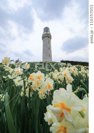 角島灯台の水仙 110357055