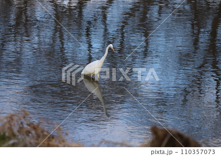 埼玉県蓮田市付近を流れる元荒川を歩くシラサギ 埼玉県蓮田市付近を流れる元荒川を歩くシラサギ 110357073