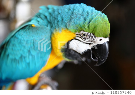 インコ コンゴウインコ オウム 110357240