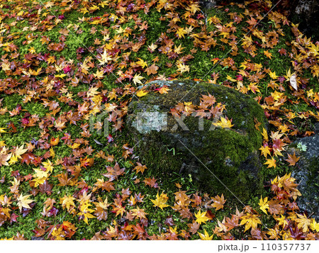 苔に紅葉の落葉 110357737