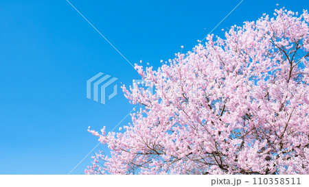 満開の桜と青空 満開の桜と青空 110358511