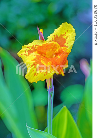 家の周りの草花 四季の色々 美しい黄色の花 鮮やかなカンナの花 家の周りの草花 四季の色々 美しい黄色の花 鮮やかなカンナの花 110358670