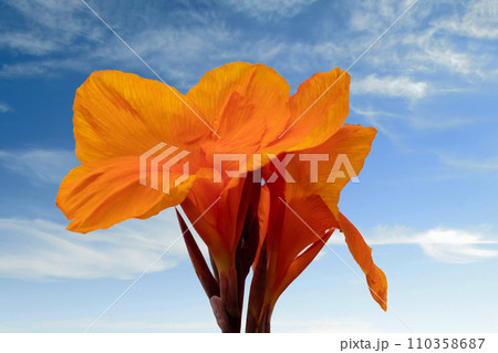 家の周りの草花 四季の色々 美しいオレンジ色の花 鮮やかなカンナの花 家の周りの草花 四季の色々 美しいオレンジ色の花 鮮やかなカンナの花 110358687