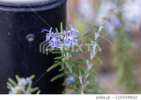 薄紫のローズマリーの花 110359602