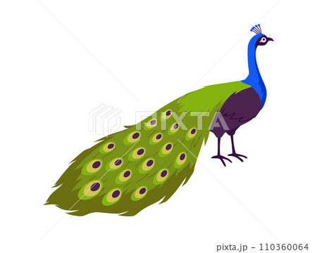 Beautiful peacock with amazing long tail, tropical bird with ornamental feathers, decorative plumage, vector peafowl 110360064