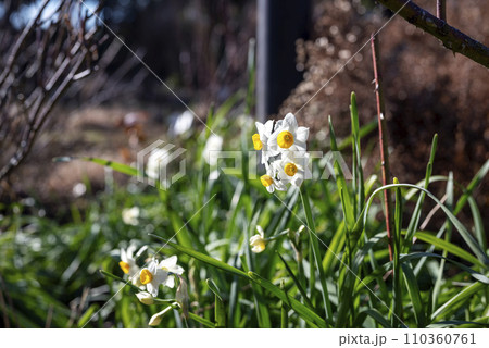 水仙 冬の花 春の花 イメージ 【神奈川県】 110360761