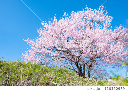満開の桜 満開の桜 110360979