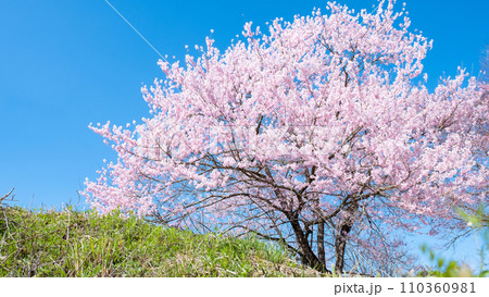 満開の桜 満開の桜 110360981