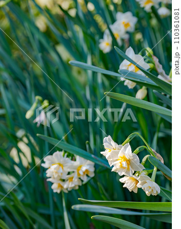 八重咲きの水仙(スイセン) 八重咲きの水仙(スイセン) 110361081