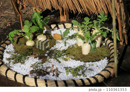 春の七草の寄せ植え 春の七草の寄せ植え 110361353
