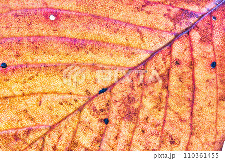葉脈の世界 110361455