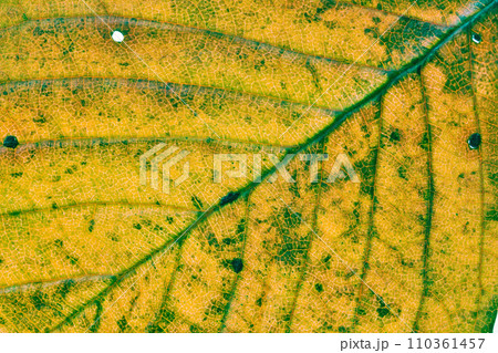 葉脈の世界 110361457