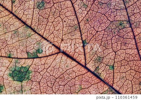 葉脈の世界 110361459