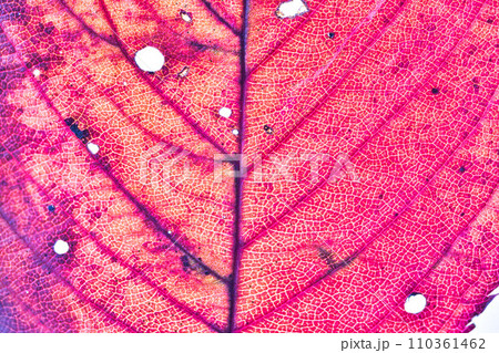 葉脈の世界 110361462
