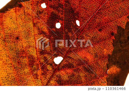 葉脈の世界 110361466