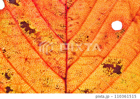 葉脈の世界 110361515