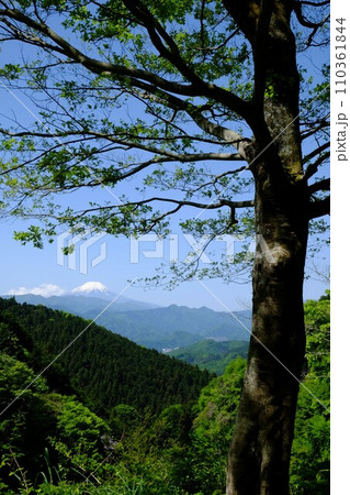 新緑の陣馬街道より富士山を望む 【相模原市津久井 5月】 新緑の陣馬街道より富士山を望む 【相模原市津久井 5月】 110361844