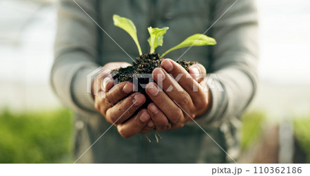 Farmer hands, plants and gardening soil in sustainability, eco friendly farming and vegetables in agriculture. Worker or Person palm with sprout, growth and fertilizer for agro project in greenhouse Farmer hands, plants and gardening soil in sustainability, eco friendly farming and vegetables in agriculture. Worker or Person palm with sprout, growth and fertilizer for agro project in greenhouse 110362186
