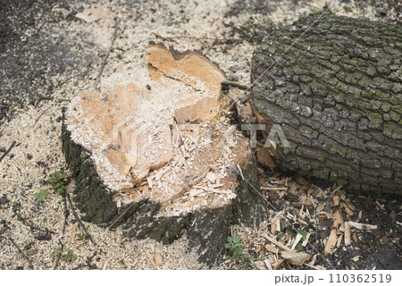 fresh tree stump fresh tree stump 110362519